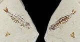 Cretaceous Viper Fish (Prionolepis) With Fish In Stomach #115743-1